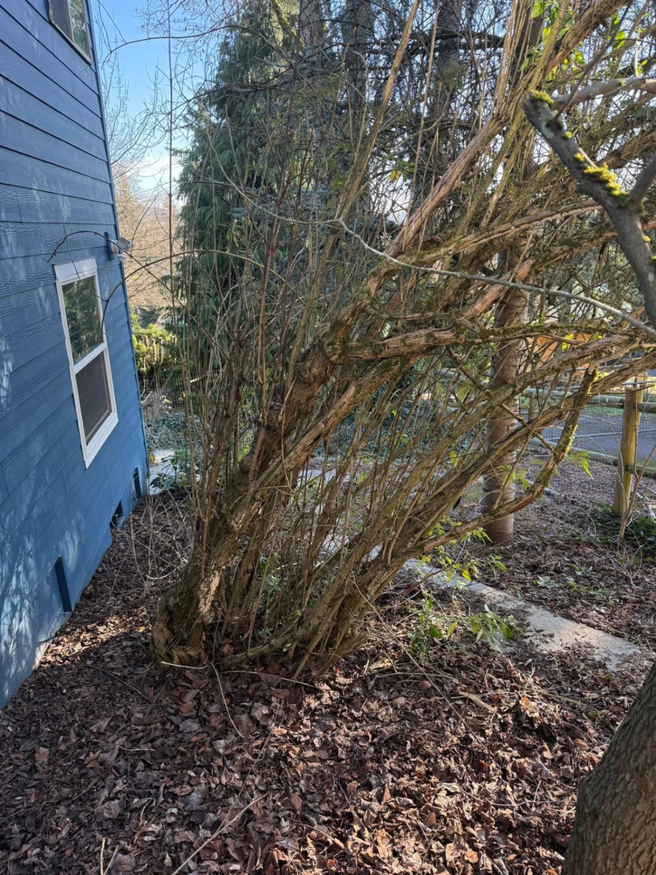 Overgrown side yard before Two Rivers Lawn & Aesthetics cleanup